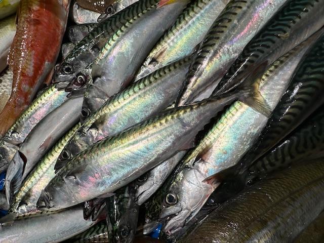 Vente poissons